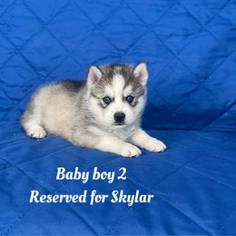 Baby boy 2 - Gray and white male Siberian Husky puppy in Ocala, Florida from Florida Husky Puppies