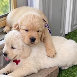 2nd pick girl - Golden female Golden Retriever puppy in Fresno, California from Warwick’s Central California Goldens
