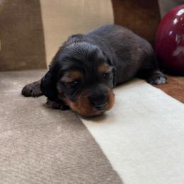 Male wild boar longhair - Wild boar male Dachshund puppy in Andalusia, Alabama from Sweet Home Alabama Dachshunds