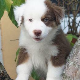 Miniature American Shepherds from Gemstone Minis