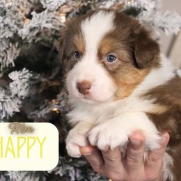 Happy - Red tri-color male Australian Shepherd puppy in Keytesville, Missouri from Dogwood Lane Canine