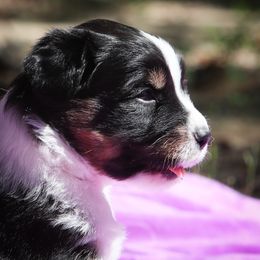Boy 3 - Black tri male Miniature American Shepherd puppy in Valparaiso, Indiana from Wigglebutt