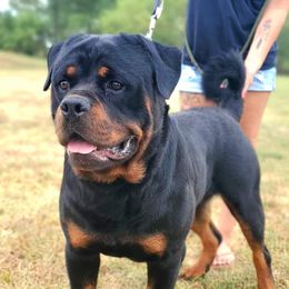 Enco - Rottweiler