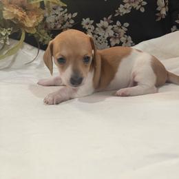 Shaded Red Piebald Girl - Red female Dachshund puppy in California from Wild Weenies - Dachshund Ranch