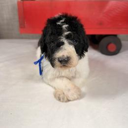 Donner - Parti male Poodle puppy in Luana, Iowa from Country View Bernedoodles and Goldendoodles
