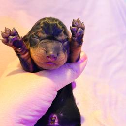 Cupid (blue collar) - Black and tan male Dachshund puppy in Loris, South Carolina from Dogwood Mountain Dachshunds