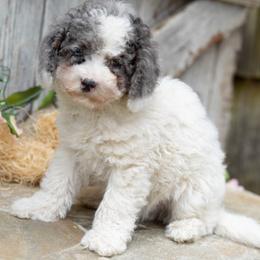 Paisley - Merle female Cockapoo puppy in Seattle, Washington from Sweet Home Doodles