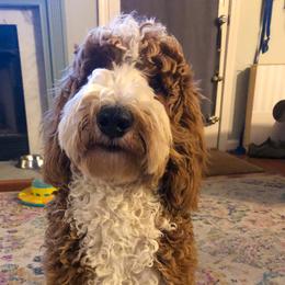 Sage - Goldendoodle
