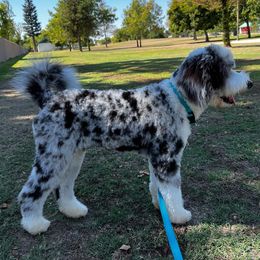Aussiedoodle All Grown Up from Blu’s Aussiedoodles