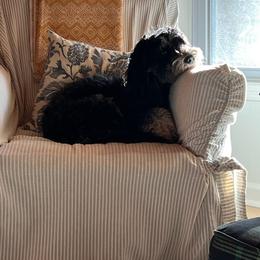 Classy Liberty (Retired) - Aussiedoodle