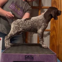 Larry or Lawrenceville - Liver and white male German Shorthaired Pointer puppy in North Branch, Minnesota from Chrishelle Farm