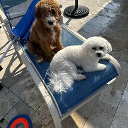 Bernedoodle Puppies from Palmetto Bernedoodles Boutique