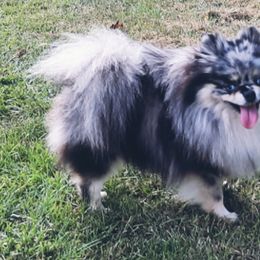 Pomskies from Fabled Heart's Homestead