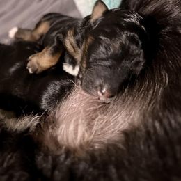 Goldendoodle and Poodle Puppies from SnickerDoodlePups