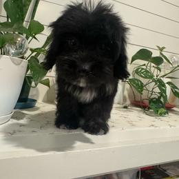 Raven - female Cavapoo puppy in Lafayette, Oregon from Wine Country Cavapoos