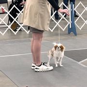 Japanese Chins from Sakura Japanese Chin