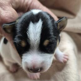 HARLEY - White and black male Teddy Roosevelt Terrier puppy in Murray, Kentucky from Froschwald German Shepherds and Xanadu Teddy Roosevelt Terriers