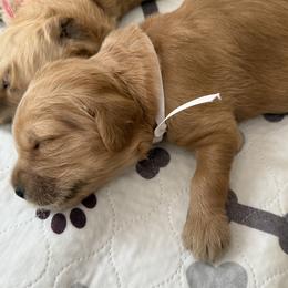 WILLOW - Red  female Goldendoodle puppy in Porter Ranch, California from Jasperdoodle.com
