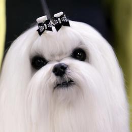 Maltese from Alexis Maltese