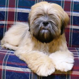 Lhasa Apso Puppies from Chic Choix Champion Lhasa Apsos