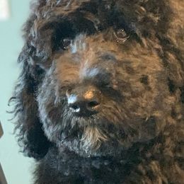 Minnie - Goldendoodle puppy in Cleburne, Texas from Sugar Fig Kennel