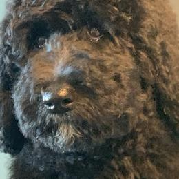 Minnie - Goldendoodle puppy in Cleburne, Texas from Sugar Fig Kennel