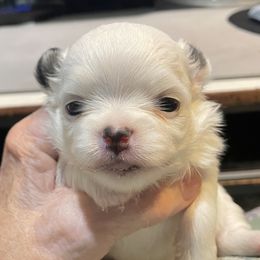 Chihuahua, Companion Cross, and Pomeranian Puppies from Heartland Pomeranians and Chihuahuas