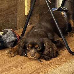 Monkey - Cavalier King Charles Spaniel
