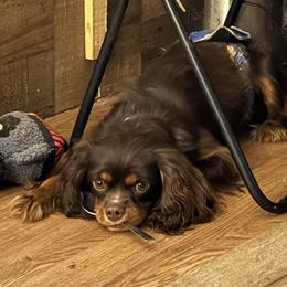 Monkey - Cavalier King Charles Spaniel