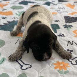 Hobo - Black and white male German Shorthaired Pointer puppy in Hot Springs, Virginia from Thunder Mountain Gun Dogs