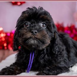 Fru Fru - Black and tan female Cockapoo puppy in Connersville, Indiana from Deaz Doodle Ranch