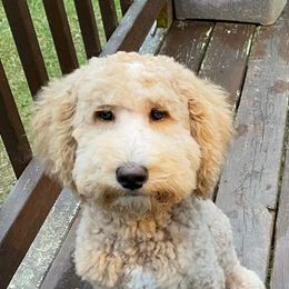 Goldendoodle Puppies from Ninnie's Doodles
