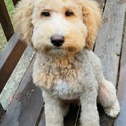 Goldendoodle Puppies from Ninnie's Doodles