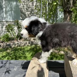 Australian Shepherd Puppies from Star Aussies