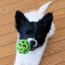 Papillon Puppies from HSF Papillons