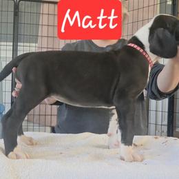 Matt - Mantle male Great Dane puppy in Longview, Texas from Lazy A Danes
