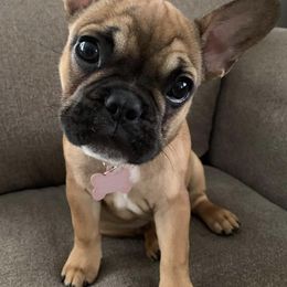 French Bulldogs from Paws n Claws Frenchies