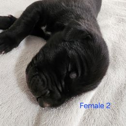 Female 2 - Black female Great Dane puppy in Mayfield, New York from Sacandaga Danes