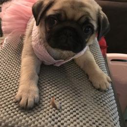 Pug Puppies from Pickwick Pugs