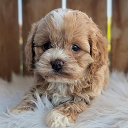 Emmett - Buff and white female Cockapoo puppy in Salt Lake City, Utah from Utah Cocker Spaniels