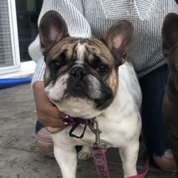French Bulldogs from Gudino Gonzalez Frenchies