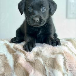 Skye - Black female Labrador Retriever puppy in Tomahawk, Wisconsin from Mahner Labs