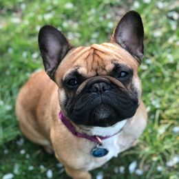 Cheddar - French Bulldog