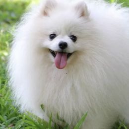 Pomeranians from Sacred Heart Kennels