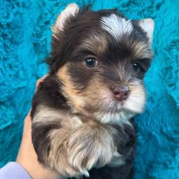 Mousse (Blue) - Chocolate, tan and white male Yorkshire Terrier puppy in Parkersburg, West Virginia from Chocolate Diamonds in the RUFF