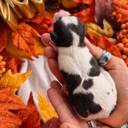 Male 1 - Black white and tan male Cockapoo puppy in Dixon, Montana from Super Z Kennels