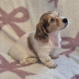Sadie Blue Eye - Piebald female Dachshund puppy in Denton, Georgia from Pleasantdachs Minis