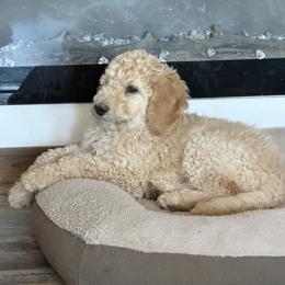Dasher - Cream male Goldendoodle puppy in Indian Mound, Tennessee from Dana Walters