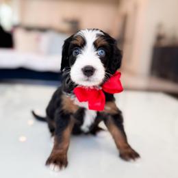 Pearl-Red - Tri-color female Bernedoodle puppy in Ontario, California from Teddy Doodles & Standard Poodles