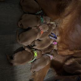 Puppy 5 - Dark golden female Golden Retriever puppy in Pekin, Illinois from Solari Kennels